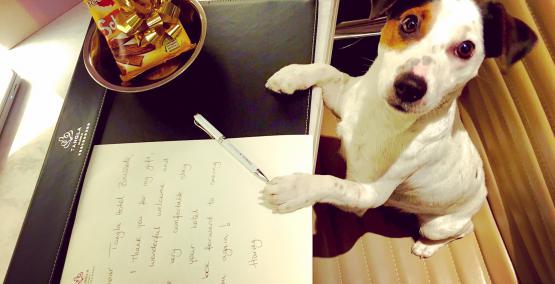 PET FRIENDLY HOTEL
